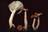 Lactarius theiogalus image