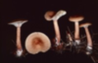 Lactarius theiogalus image