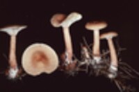 Lactarius theiogalus image