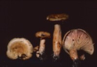 Lactarius thyinos image