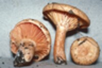 Lactarius thyinos image