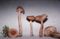 Lactarius theiogalus image