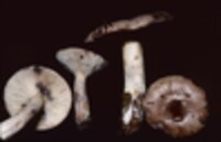 Lactarius uvidus image