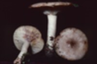 Lactarius uvidus image