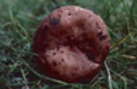 Lactarius uvidus image