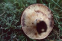 Lactarius uvidus image