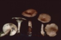 Lactarius vietus image