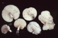 Lactarius vietus image