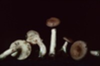 Lactarius vietus image