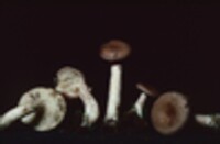 Lactarius vietus image