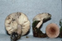 Lactarius vietus image