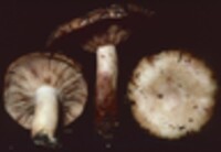 Lactarius vinaceorufescens image