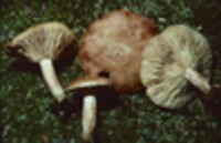 Lactarius vinaceorufescens image