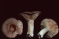 Lactarius vinaceorufescens image