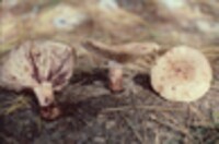 Lactarius vinaceorufescens image