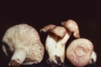 Lactarius vinaceorufescens image