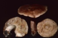 Lactarius vinaceorufescens image