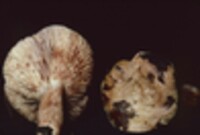 Lactarius vinaceorufescens image