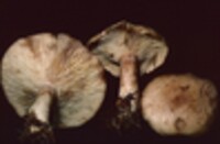 Lactarius vinaceorufescens image