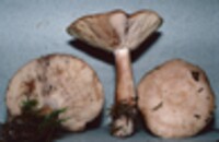 Lactarius vinaceorufescens image