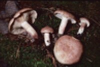 Lactarius vinaceorufescens image