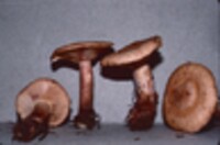 Lactarius vinaceorufescens image