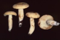 Lactarius volemus var. flavus image