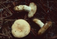 Lactarius volemus var. flavus image