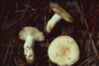 Lactarius volemus var. flavus image