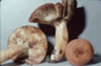 Lactarius volemus image