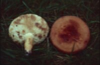 Lactarius volemus var. volemus image