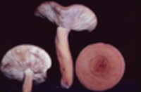 Lactarius volemus image