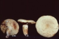 Lactarius volemus var. flavus image