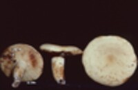 Lactarius volemus image