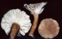 Lactarius atro-olivaceus image