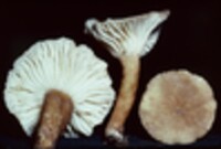 Lactarius atro-olivaceus image