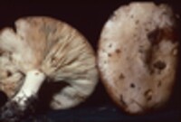 Lactarius argillaceifolius image