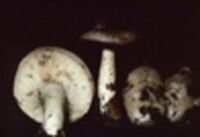 Lactarius argillaceifolius image