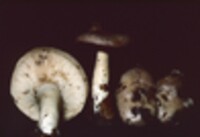 Lactarius argillaceifolius var. argillaceifolius image