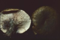 Lactarius atroviridis image