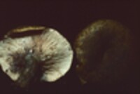 Lactarius atroviridis image