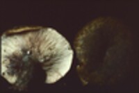 Lactarius atroviridis image