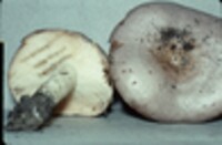 Lactarius argillaceifolius var. argillaceifolius image