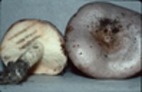 Lactarius argillaceifolius var. argillaceifolius image