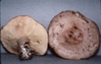 Lactarius affinis image
