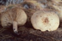 Lactarius affinis image