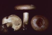 Lactarius affinis var. viridilactis image