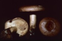 Lactarius affinis image