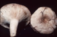 Lactarius affinis image