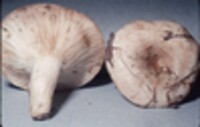 Lactarius affinis image